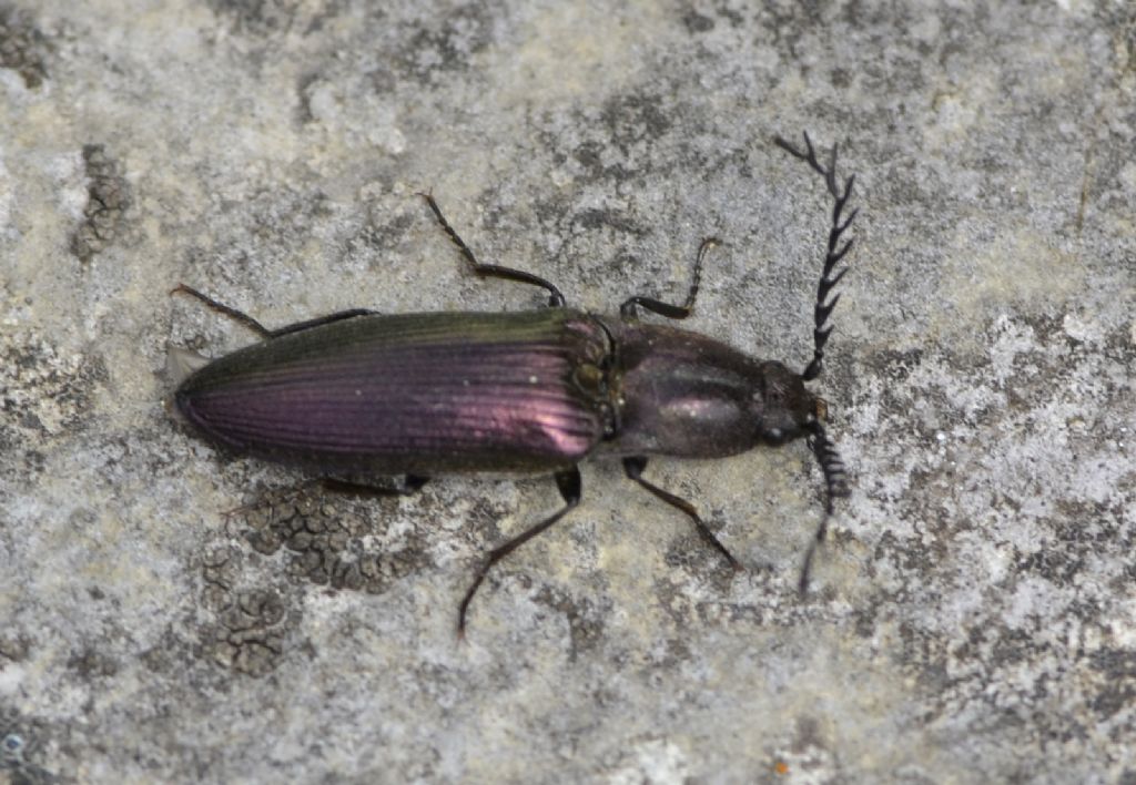 Ctenicera pectinicornis e C. cfr. cuprea